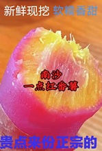 广州南沙一点红番薯新鲜现挖冰淇淋红薯板栗薯农家自种蜜薯m