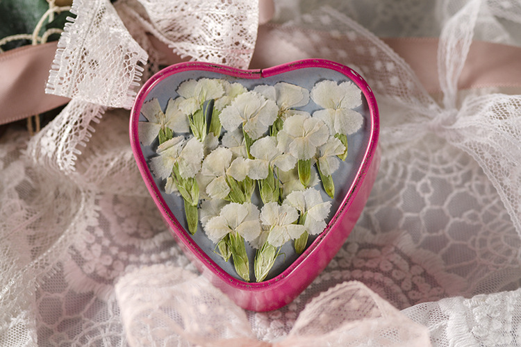 相思梅 压花手机壳压花画 植物标本干花押花书签 脸部装饰干花