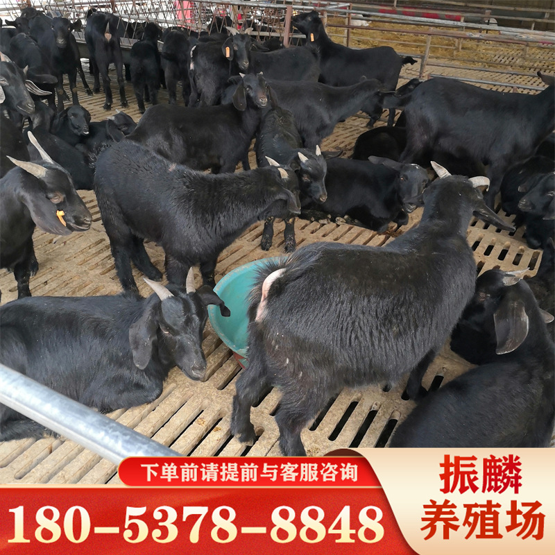 小羊羔 改良黑山羊 哪有努比亚黑山羊 活体黑山羊羊羔价格-阿里巴巴