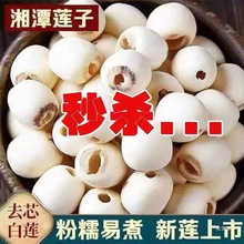 白莲子干货大粒去芯磨皮莲去心白莲无心湖南产通心休闲批发包邮