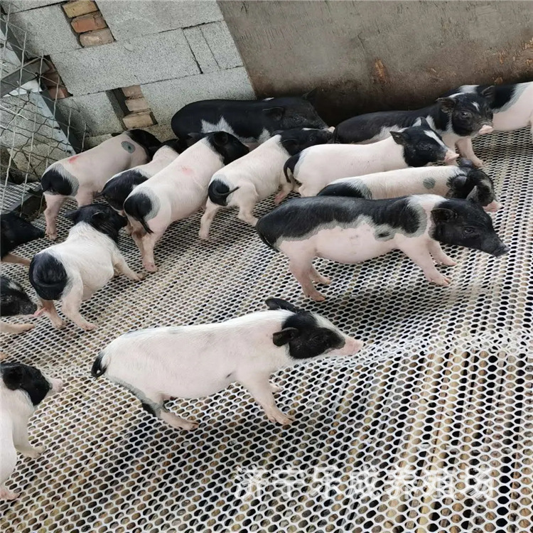 观赏小香猪 家养宠物小香 猪 动物园亲人互动小小猪泰国小香猪
