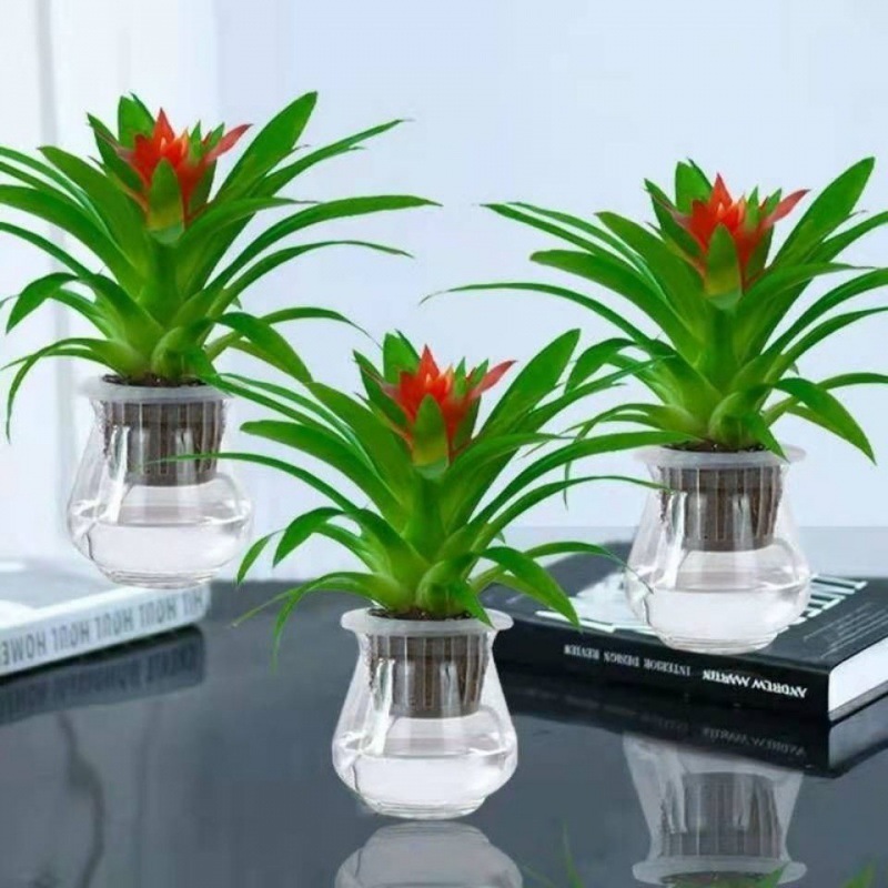 【江苏省热卖】鸿运当头花卉盆栽红星凤梨绿植水培室内植物四季