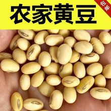 黄豆打豆浆专用2023年农土黄豆非转基因豆腐发豆芽原生态网红