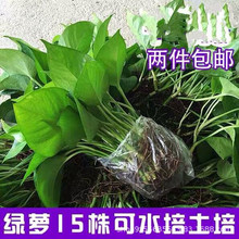 绿萝盆栽室内水培植物水养绿箩不含盆新房除甲醛好养的办公室客厅