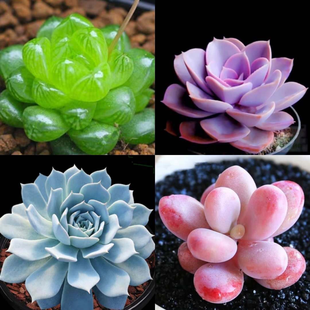 多肉 多肉植物 精品小老桩 多肉植物组合盆栽