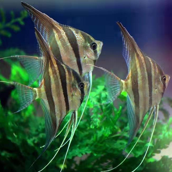 伊莎贝尔神仙鱼热带鱼红魔鬼鱼小型观赏鱼秘鲁燕鱼熊猫包活包邮