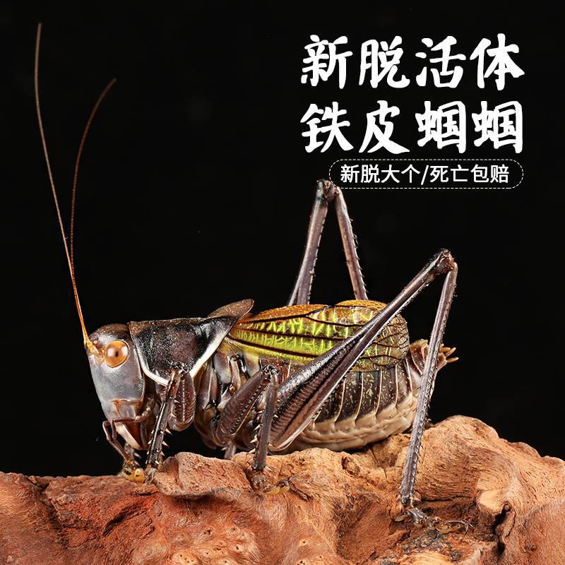 蝈蝈活鸣虫新脱冬蝈蝈超大活体大肚子野生叫蝈蝈铁蝈蝈绿蝈蝈宠物