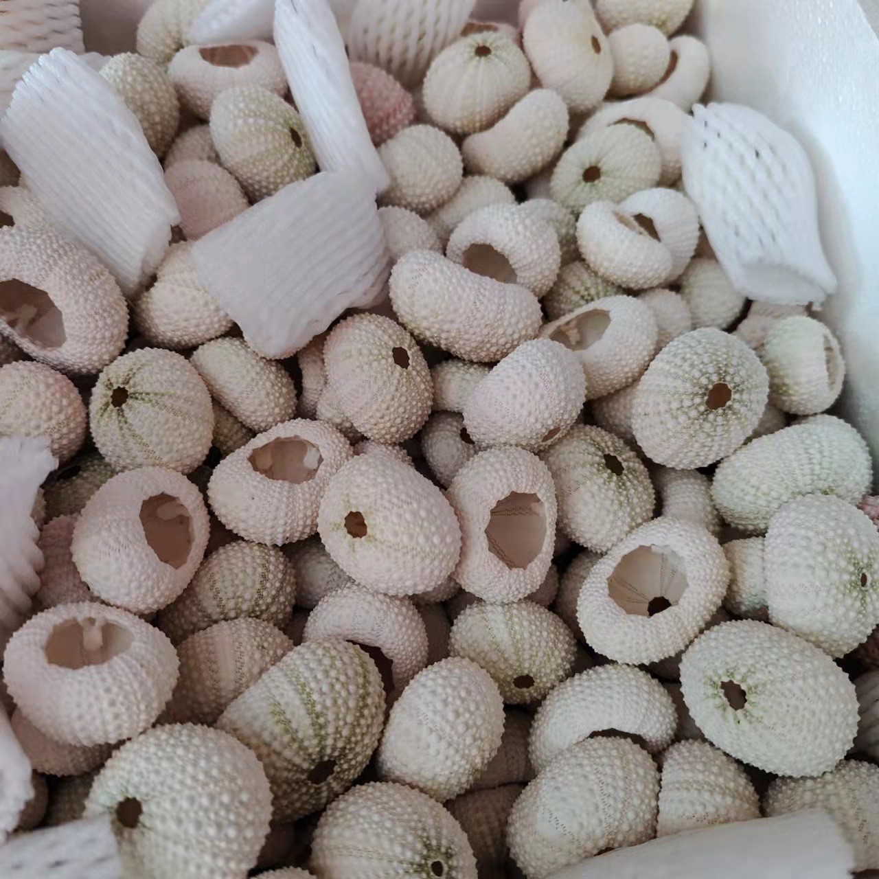 海胆壳 天然海螺贝壳3-5厘米淡粉空气凤梨花盆