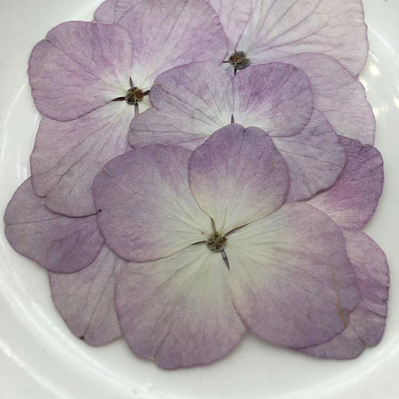 真花压花植物标本手工素材diy滴胶树脂香薰浮游花原色绣球花干花