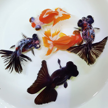 日本进口纯种浅黄丹顶孔雀昭和大正白写锦鲤活鱼大型冷水观赏鱼苗