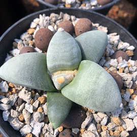 丸叶青瓷牡丹 龟甲牡丹 实生牡丹属多肉植物