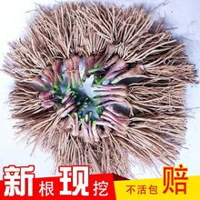 大叶韭菜根苗 紫根宽叶韭菜根现挖现发包成活四季阳家庭蔬菜盆栽