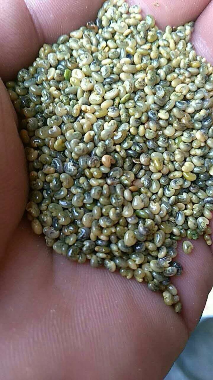 猪屎豆种子价格 又叫太阳麻 猪屎豆 护坡植物种 厂家直销