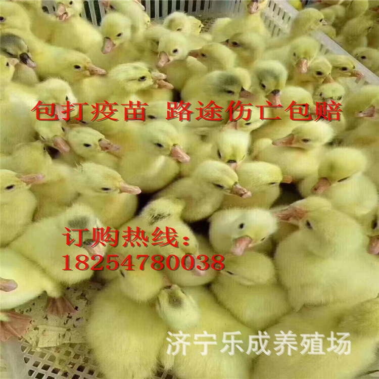 狮头鹅种鹅多少钱一只 批发狮头鹅脱温鹅苗 狮头鹅种蛋批发-阿里巴巴