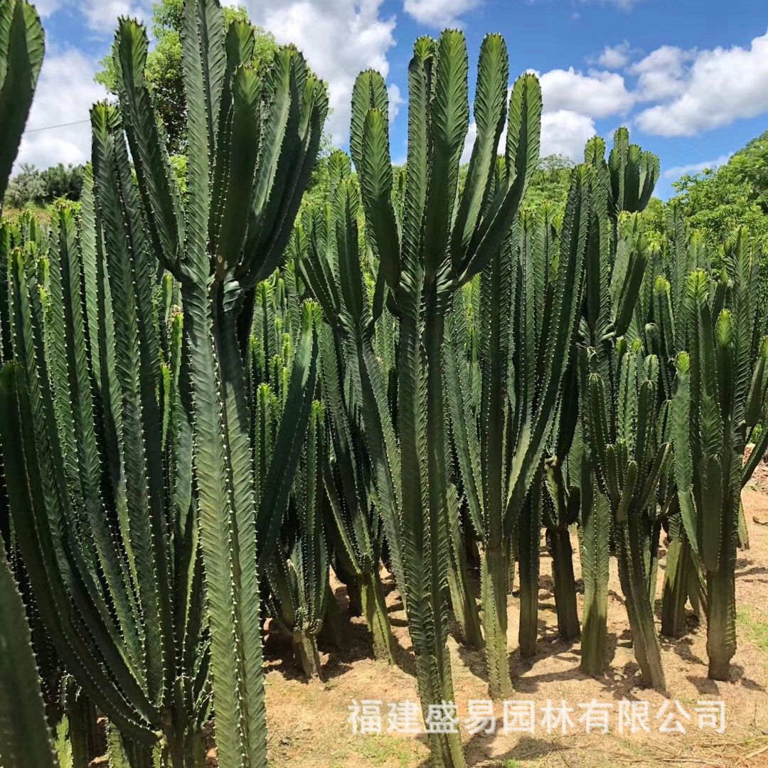 睡布袋新天地仙人柱青衣柱双头大凤龙吉祥冠锦银叶白角麒麟巨鹫玉