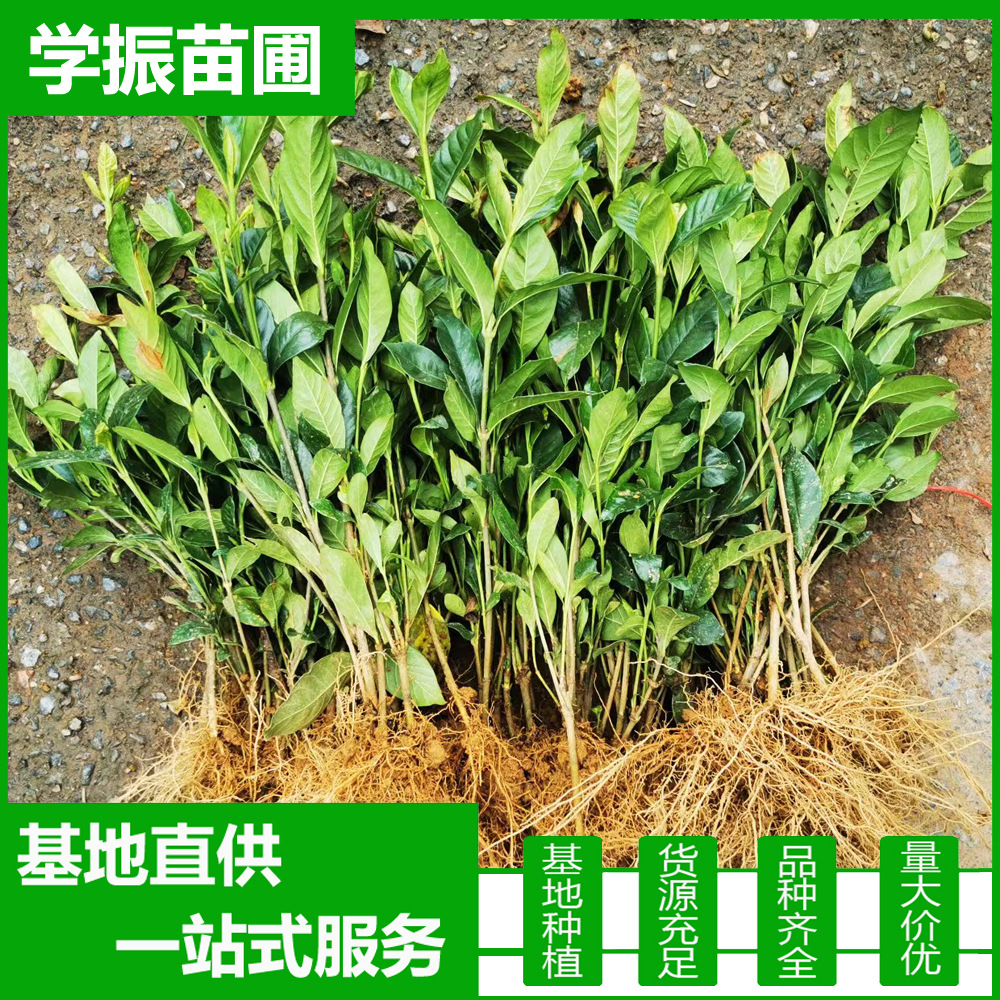 大叶栀子 大叶栀子苗 庭院 工程绿化 自产自销 量大价优 栀子花