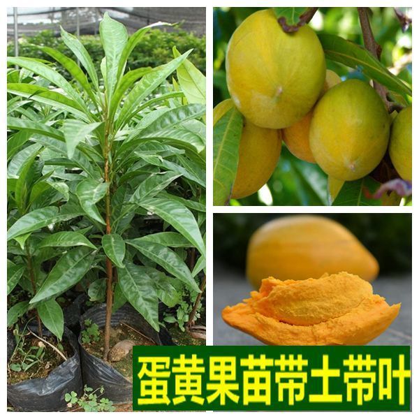 蛋黄果苗 鸡蛋果树苗名贵仙桃水果树苗盆栽地栽带土带叶发货