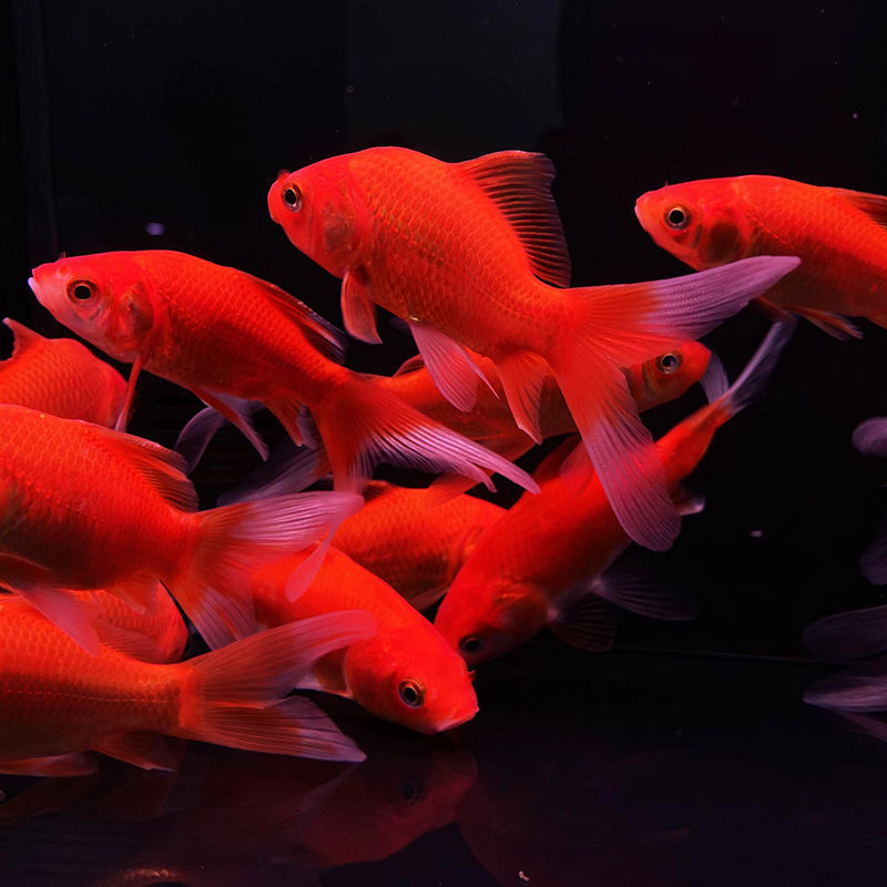 小金鱼批发活鱼草金鱼活体锦鲫锦鲤观赏鱼鱼小型鱼苗红鲫鱼花草金