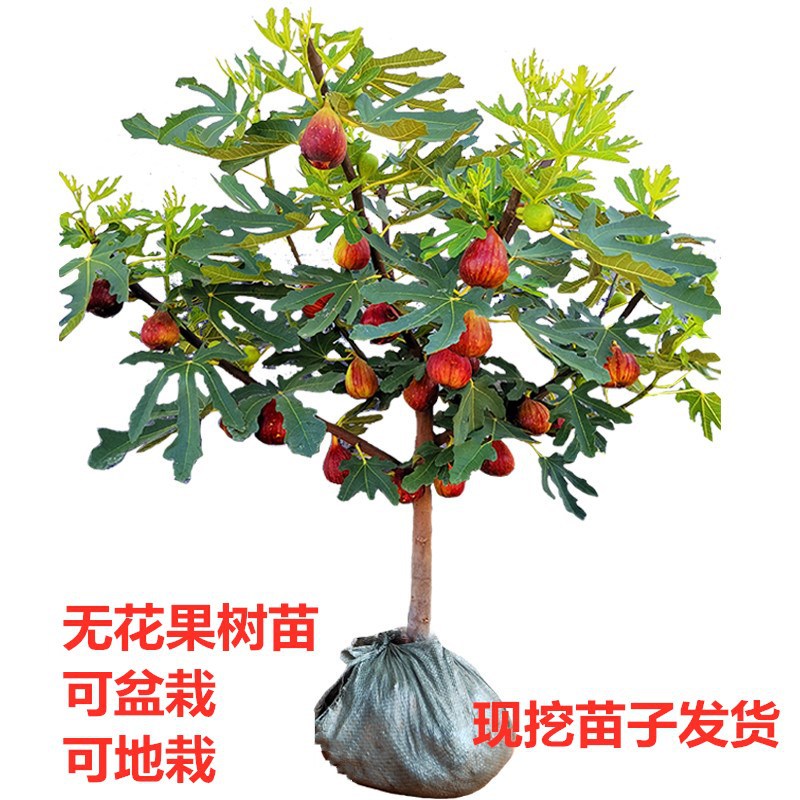 无花果苗树果苗盆栽地载当年结果矮化南北方种植波姬红心无花果苗