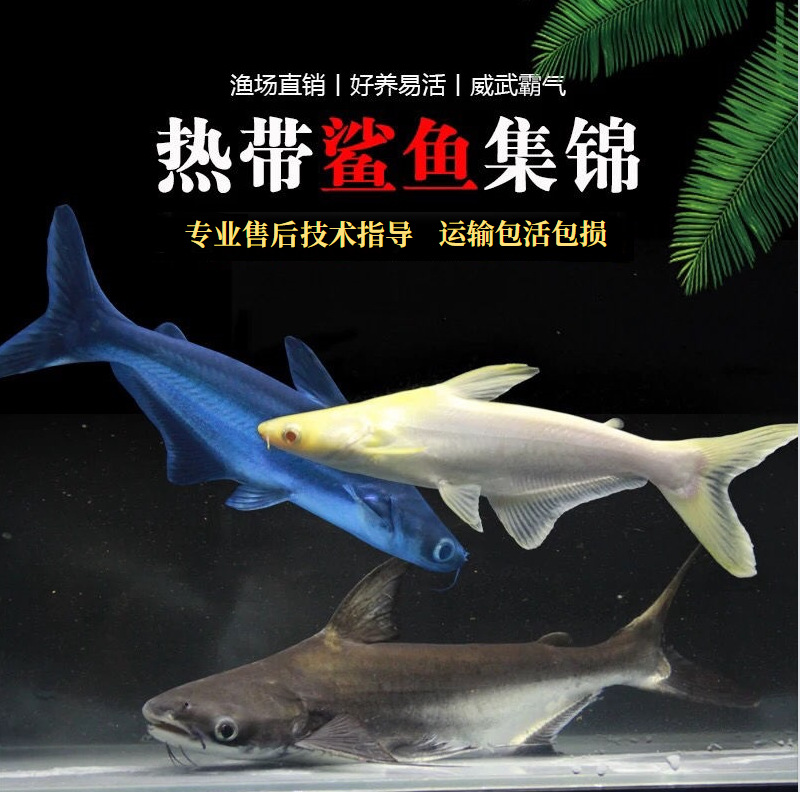 4、鯊魚的風水