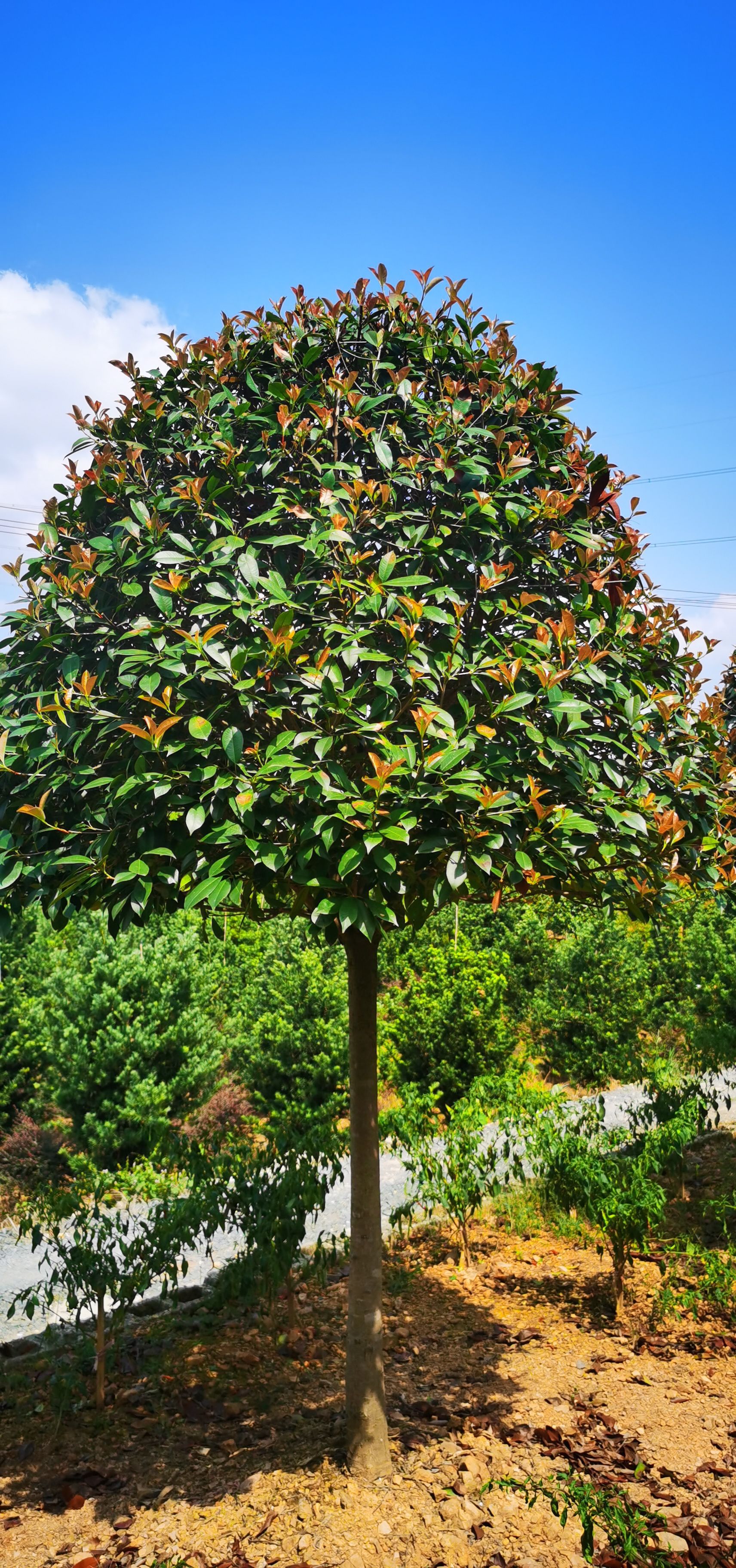绿化高杆红叶石楠树风景树园林苗木行道球苗小苗小毛球石楠柱批发