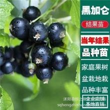 黑加仑树苗黑加仑树葡萄苗南北方种植红加仑葡萄苗地栽盆栽果树苗