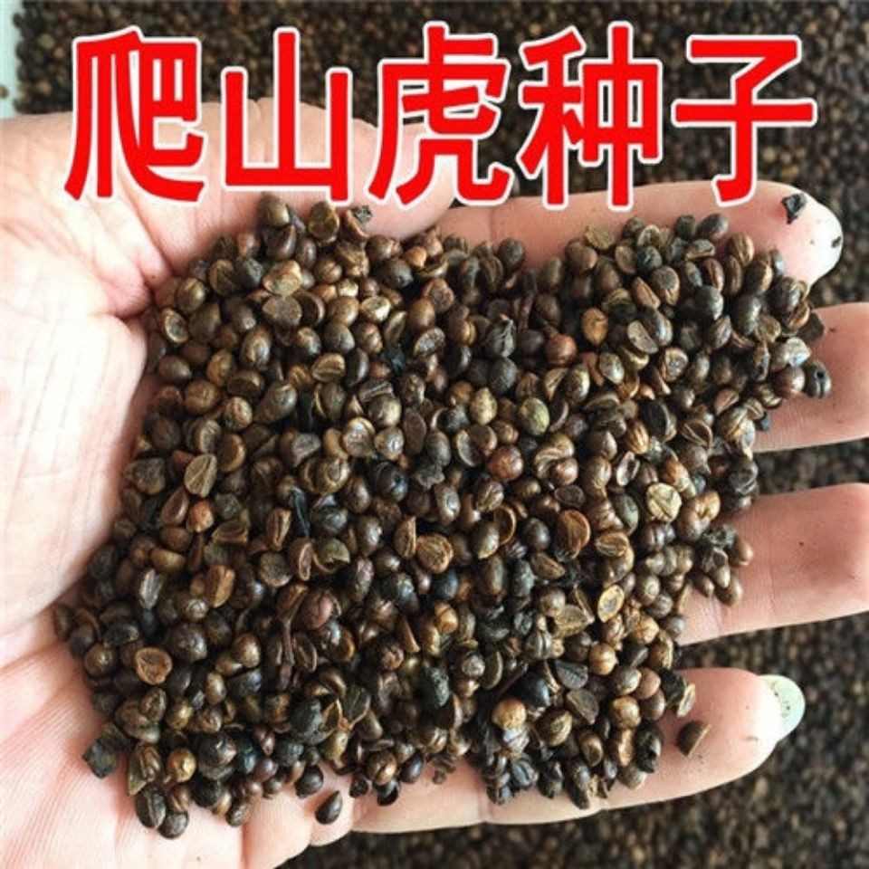 爬山虎种子爬墙虎种子爬藤植物种子五叶地锦种子花卉种子