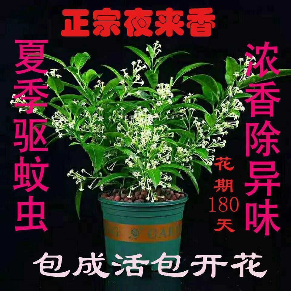 【驱蚊驱虫】夜来香四季开花花苗盆栽花卉室内阳台绿植浓香植物