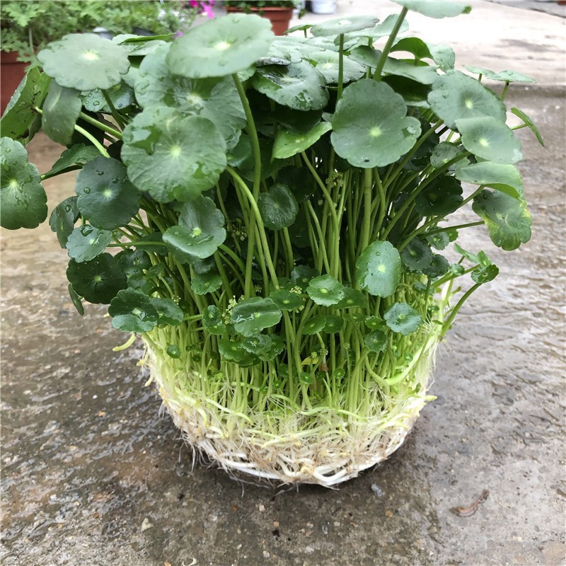 水培植物铜钱草金钱草带叶子室内水养花卉绿植盆栽办公四季好养活