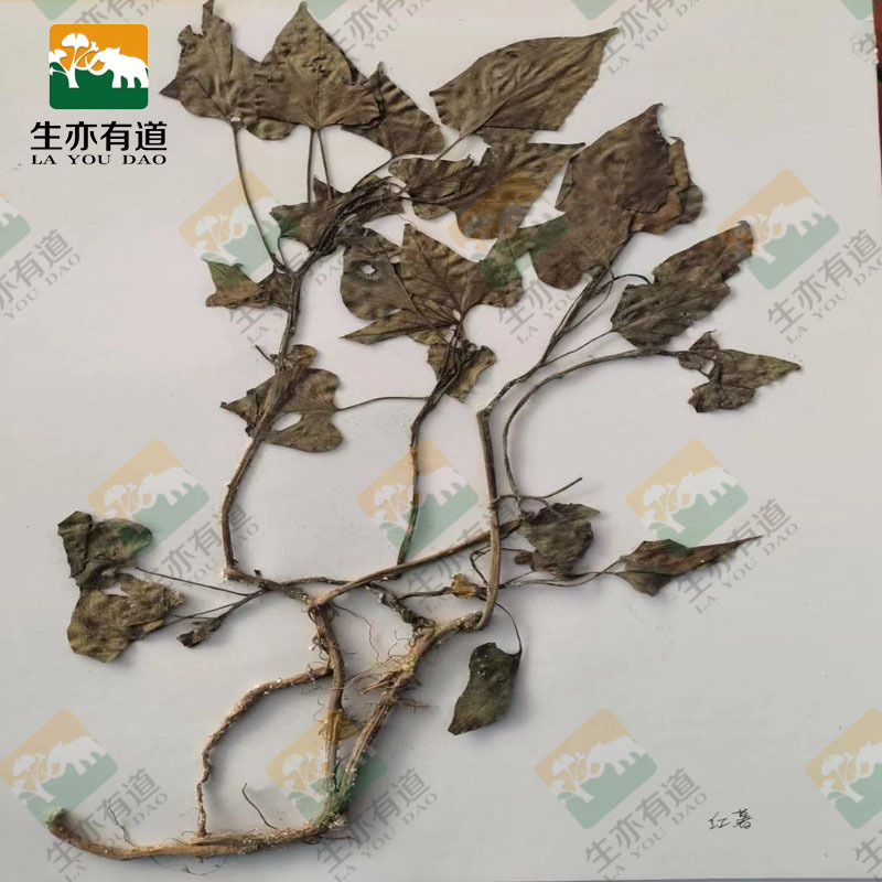 植物腊叶标本教学展示标本馆用植物简装标本植物标本树叶标本