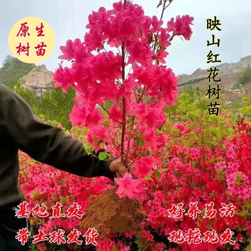 映山红树苗庭院种植毛杜鹃花苗南方北方种植抗寒抗冻双季映山红苗
