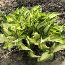 基地批发花叶玉簪 苗圃价格 观叶宿根草本植物