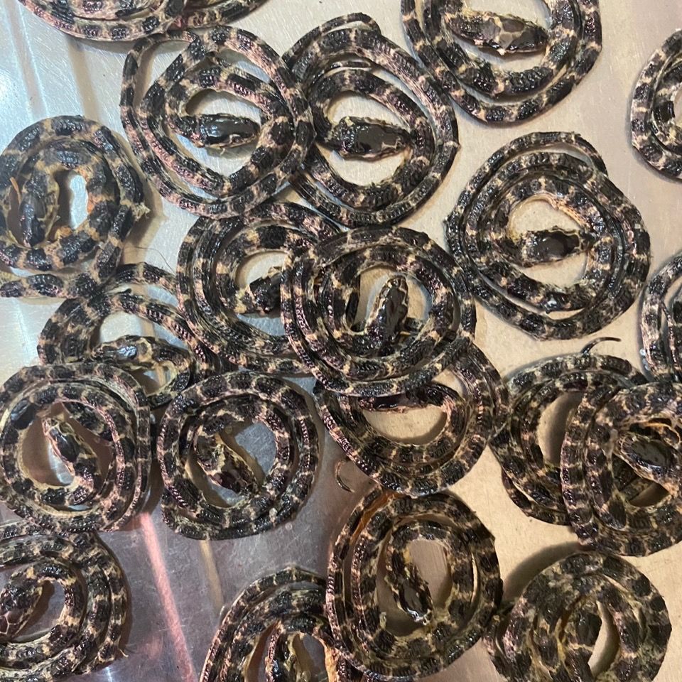 金钱白花蛇小白花蛇一条包邮小花蛇 银蛇