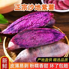 沙地紫薯斤新鲜紫罗兰红薯蜜薯紫地瓜蔬菜板栗薯