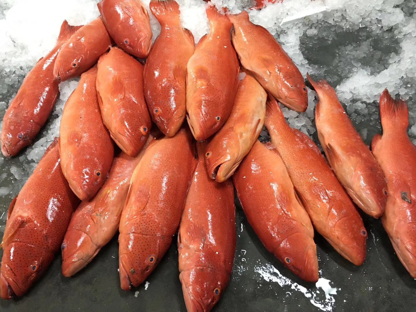 东星斑鲜活石斑鱼生猛海鲜水产深海鱼燕尾斑冷冻批发酒楼商用零售