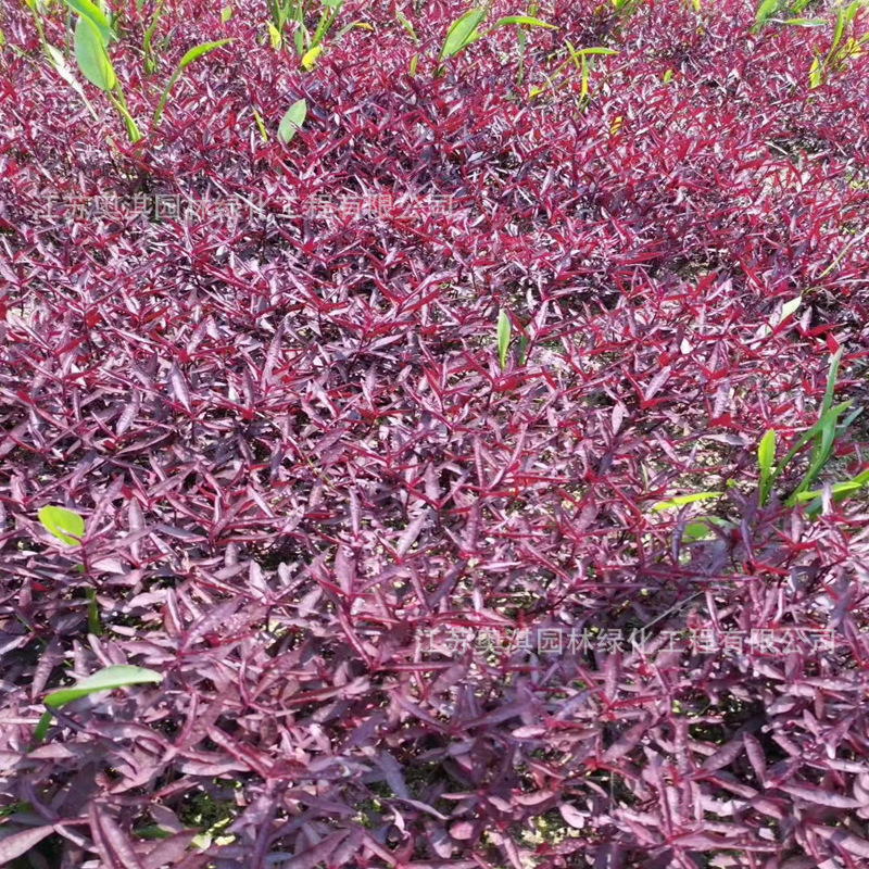 地被植物 多年生落叶草本 红莲子草 湿地色叶 湿地造景