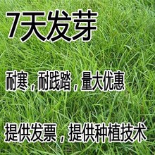 草坪种子高羊茅狗牙根黑麦草四季青百慕大早熟禾白三叶草固土护坡