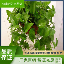 绿萝小盆栽花卉 室内植物 吊兰水培绿植批发垂吊花卉大叶小叶