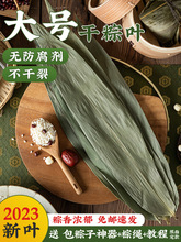 端午节干粽子叶大号100片商家用批发包粽子的叶子新鲜大箬叶粽叶