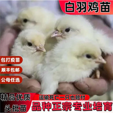 活苗活苗航白羽小鸡鸡活白鸡苗来苗出鸡苗白来鸡白羽壳活苗鸡航鸡