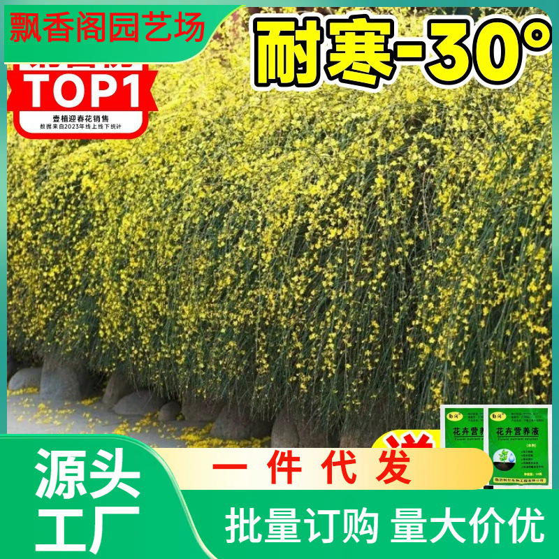 一件代发迎春花树苗盆景连翘老桩盆栽室内阳台庭院爬藤垂吊花卉报