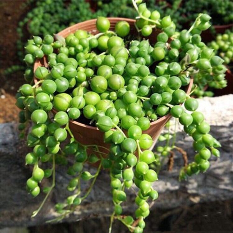 佛珠盆栽批发美人泪情人垂吊吊兰多肉植物室内外清新空气开花