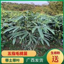 映霜红桃树苗 嫁接桃苗 冬雪王桃苗 晚熟冬桃树南北方