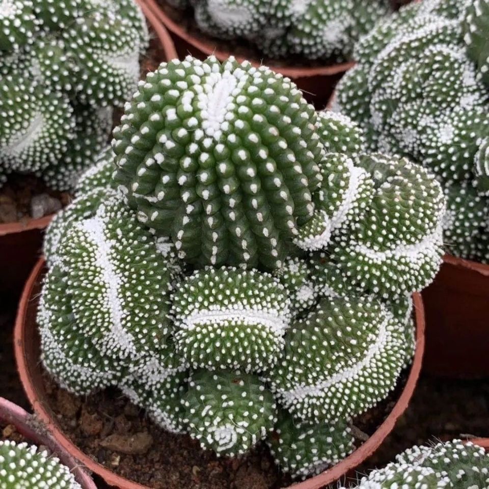 松露玉群生缀化仙人球会开花多肉植物仙人掌室内防辐射花卉盆栽