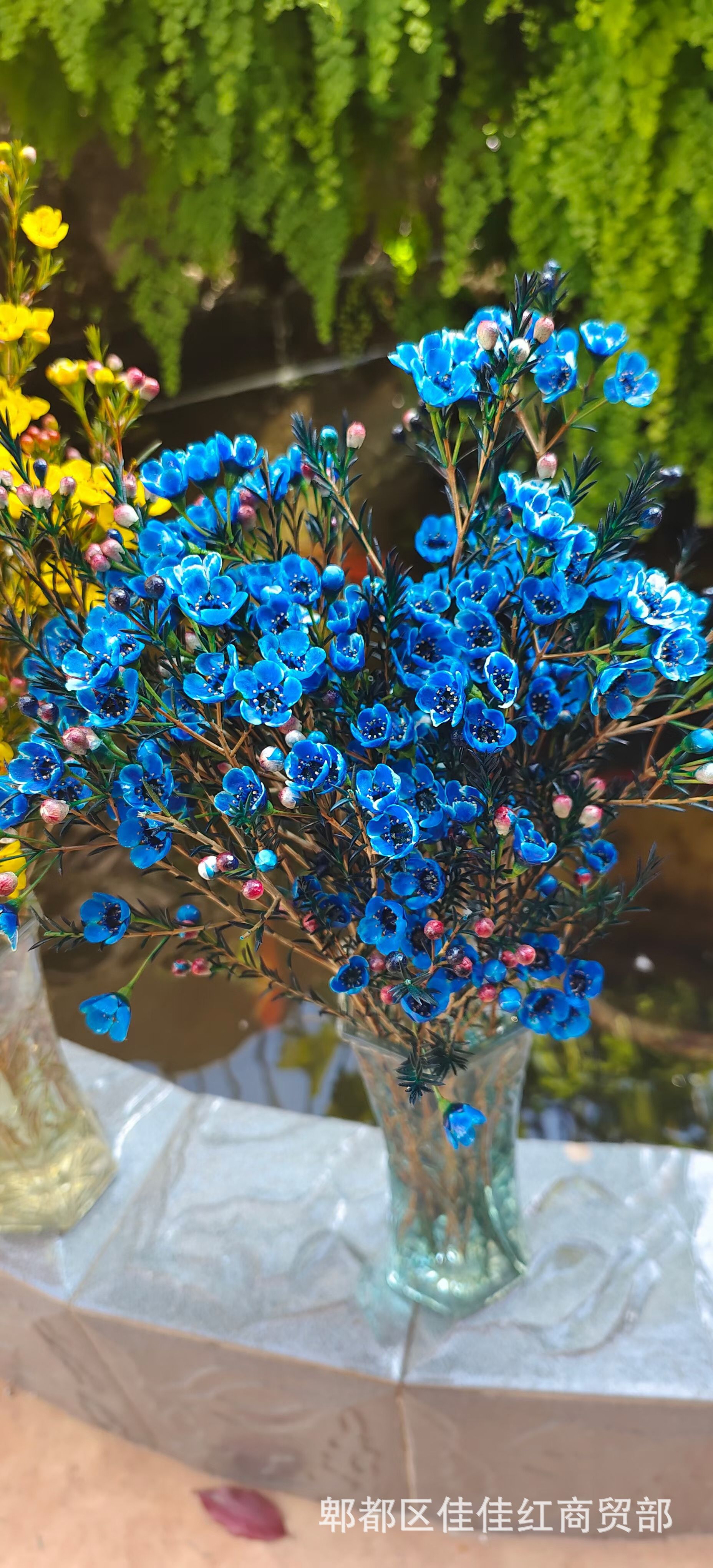 澳洲腊梅鲜切花带香味基地直批花店婚庆布置地摊赶集家用装饰货源