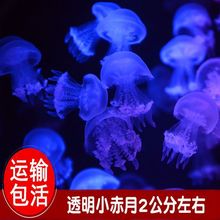 水母活物网红发光海水养海月赤月丰年虾观赏倒立水母缸