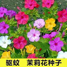 紫茉莉花种子混色茉莉花花种子阳台易种盆栽五彩香茉莉花种子