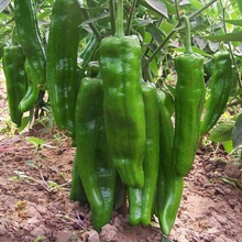 四季品种辣椒尖椒种子批发 大青椒 尖椒巨型辣椒种籽