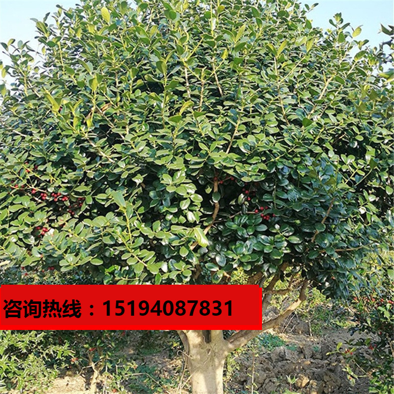求购枸骨树