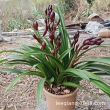 兰花红宝石大花惠兰建兰春兰红花家居室内花卉绿植盆栽带花苞发货